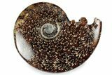 Polished Ammonite (Cleoniceras) Fossil - Madagascar #358452-1